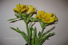 Alstroemeria aurea